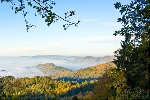 Schwarzwald (1)