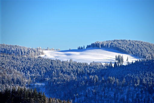Schwarzwald